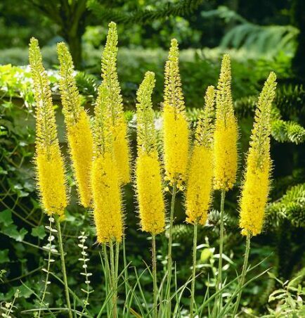 Eremūrs 'Yellow'